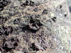 Umbilicaria