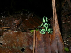 Dendrobates auratus