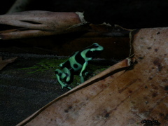 Dendrobates auratus