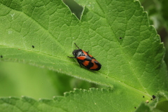 Cercopis vulnerata