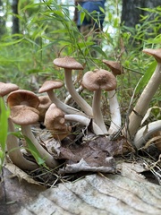 Desarmillaria