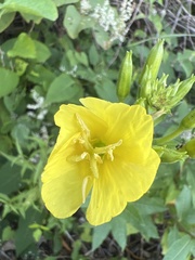 Oenothera biennis