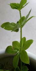 Galium triflorum