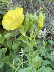 Oenothera biennis