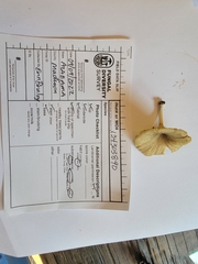 Gerronema strombodes