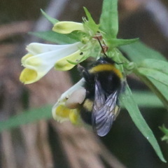 Bombus