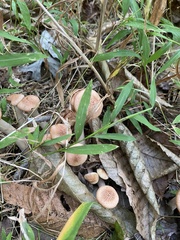 Desarmillaria
