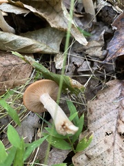 Desarmillaria