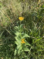 Heliopsis