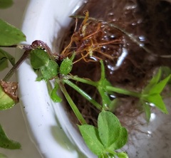 Galium triflorum
