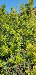 Magnolia liliiflora