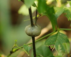 Zapatella quercusmedullae