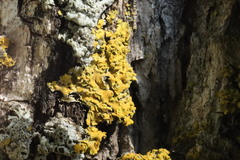 Xanthomendoza fallax