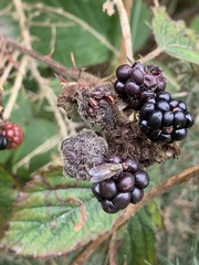 Botrytis