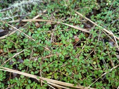 Coprosma depressa