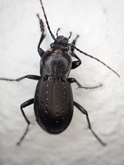 Carabus hortensis