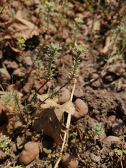 Alyssum