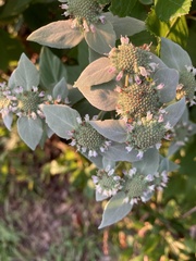 Pycnanthemum muticum