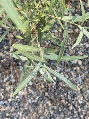 Salix exigua