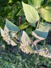 Pycnanthemum muticum