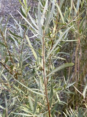Salix exigua