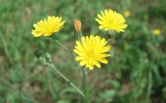 Crepis capillaris