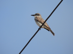 Tyrannus dominicensis dominicensis