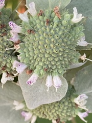 Pycnanthemum muticum