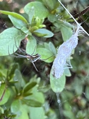 Mecynogea lemniscata