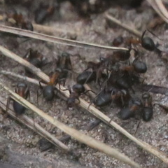 Formica rufa