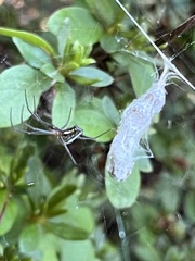 Mecynogea lemniscata