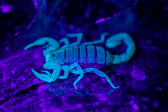 Centruroides exilicauda