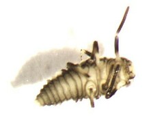 Propylea