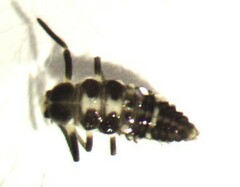 Propylea