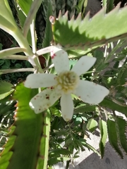 Anemopsis californica