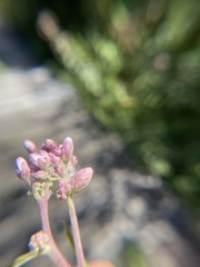 Anthodiplosis eutrochii