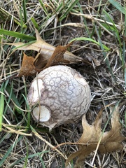 Lycoperdon utriforme
