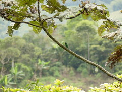Tersina viridis