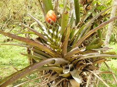Guzmania monostachia