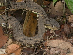 Bothrops asper