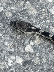 Pantherophis spiloides