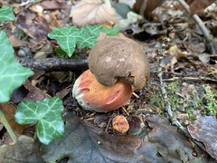 Neoboletus luridiformis