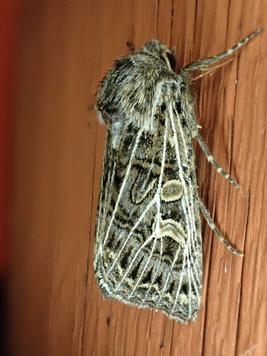 Feathered Gothic, photo 6 of 9