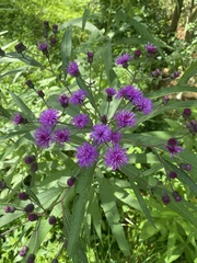Vernonia