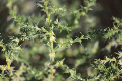 Salsola australis