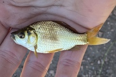 Carassius auratus