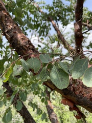 Pseudosmodingium perniciosum