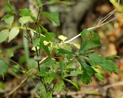 Zapatella quercusmedullae