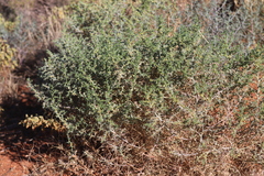 Salsola australis