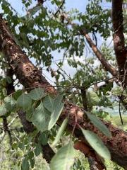 Pseudosmodingium perniciosum